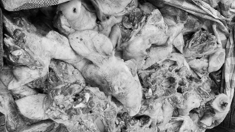 Tiêu hủy 350kg đầu lợn có dấu hiệu phân hủy